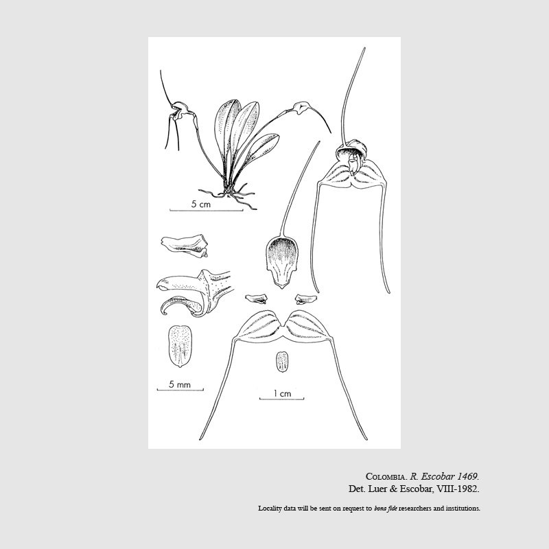 Masdevallia purpurella